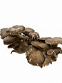 Грибы вешенки